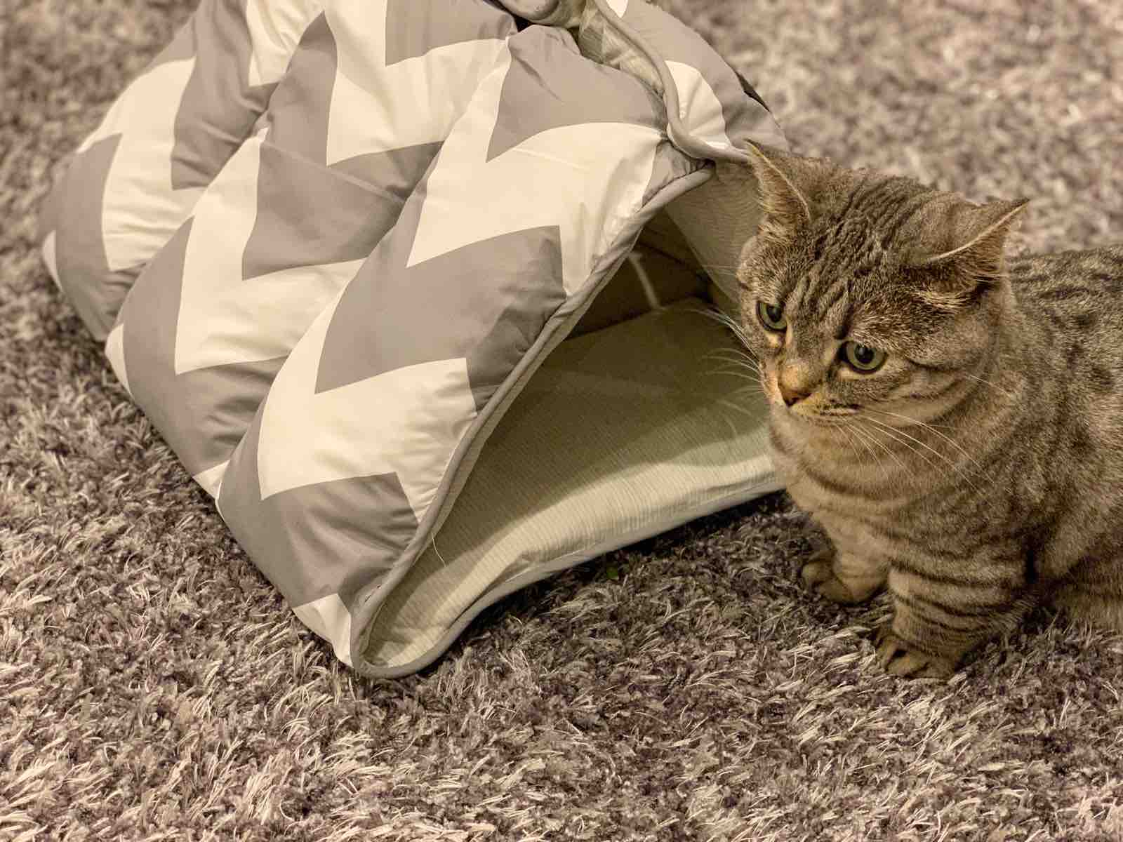 夏用ネコベッドを買い足しました おじさんとボクとねこ