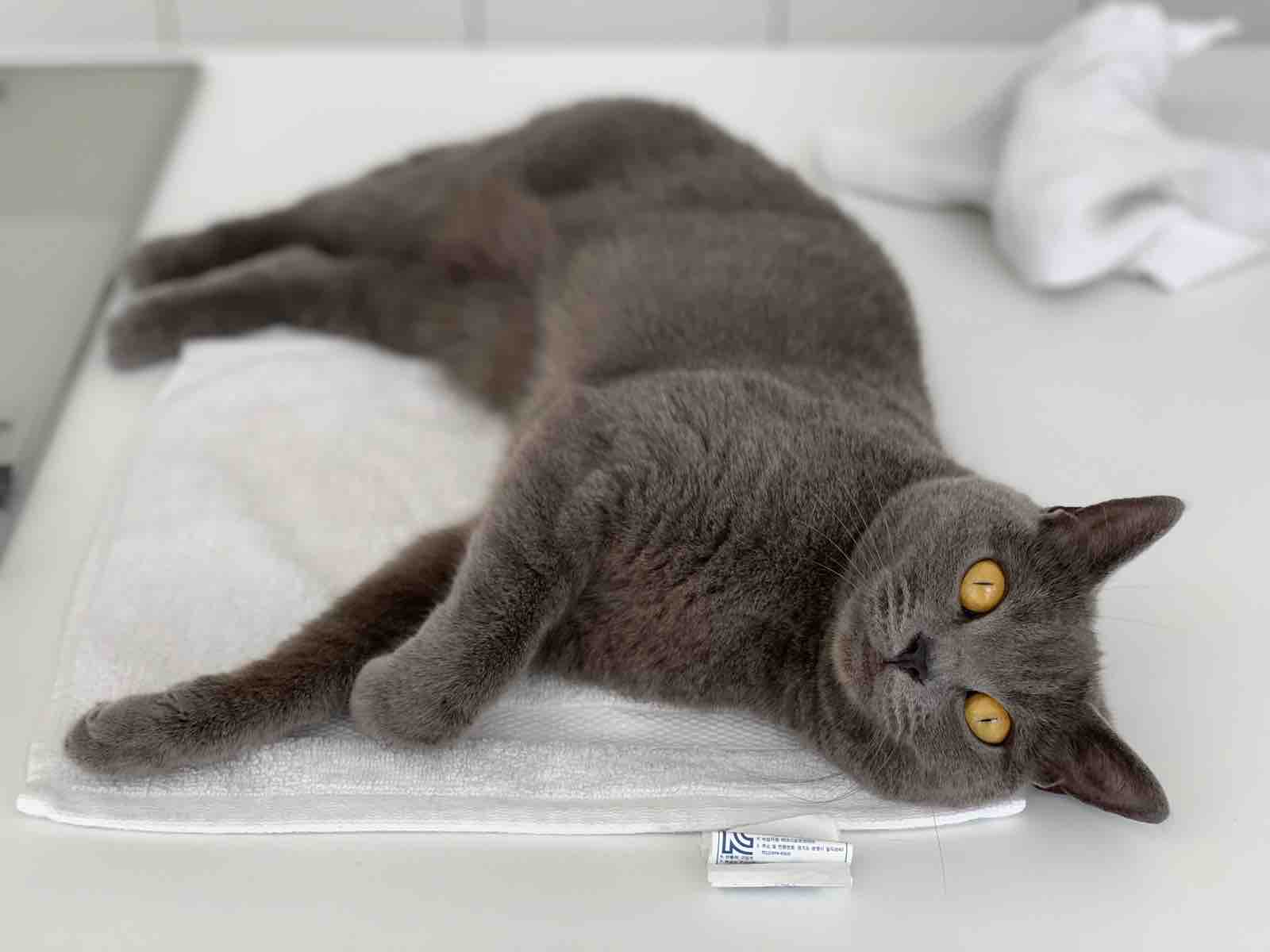 396円 通販 激安 猫 おもしろ かわいい タオル なまけネコ ネコ ねこ 猫柄 雑貨