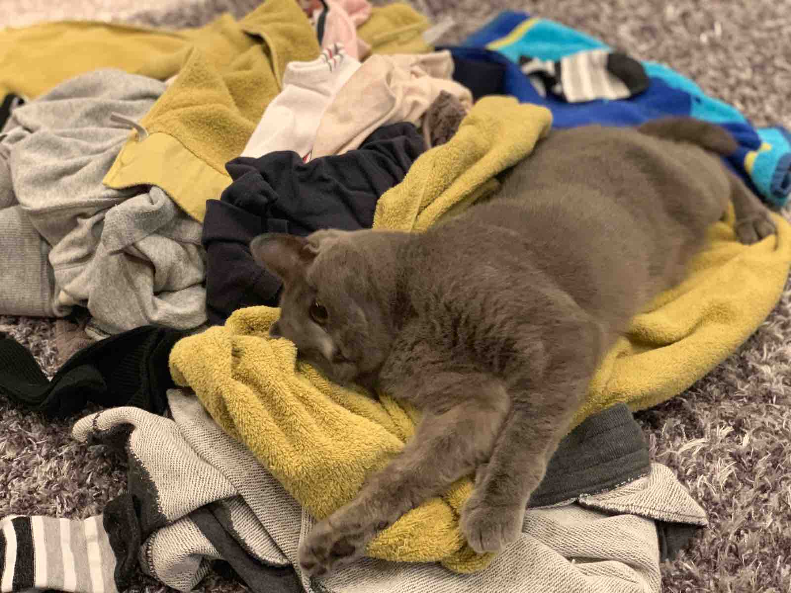 洗濯物が大好きなねこ 猫に優しい無香タイプの柔軟剤を使ってます おじさんとボクとねこ 洗濯物が大好きなねこ 猫に優しい無香タイプの柔軟剤を使ってます おじさんとボクとねこ