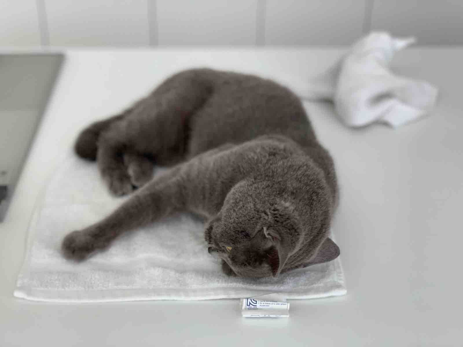 タオルが好きなネコ」 : おじさんとボクとねこ