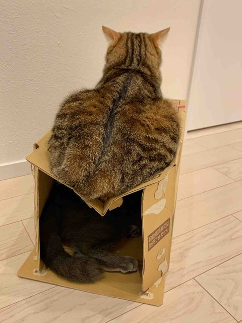 FullSizeRender