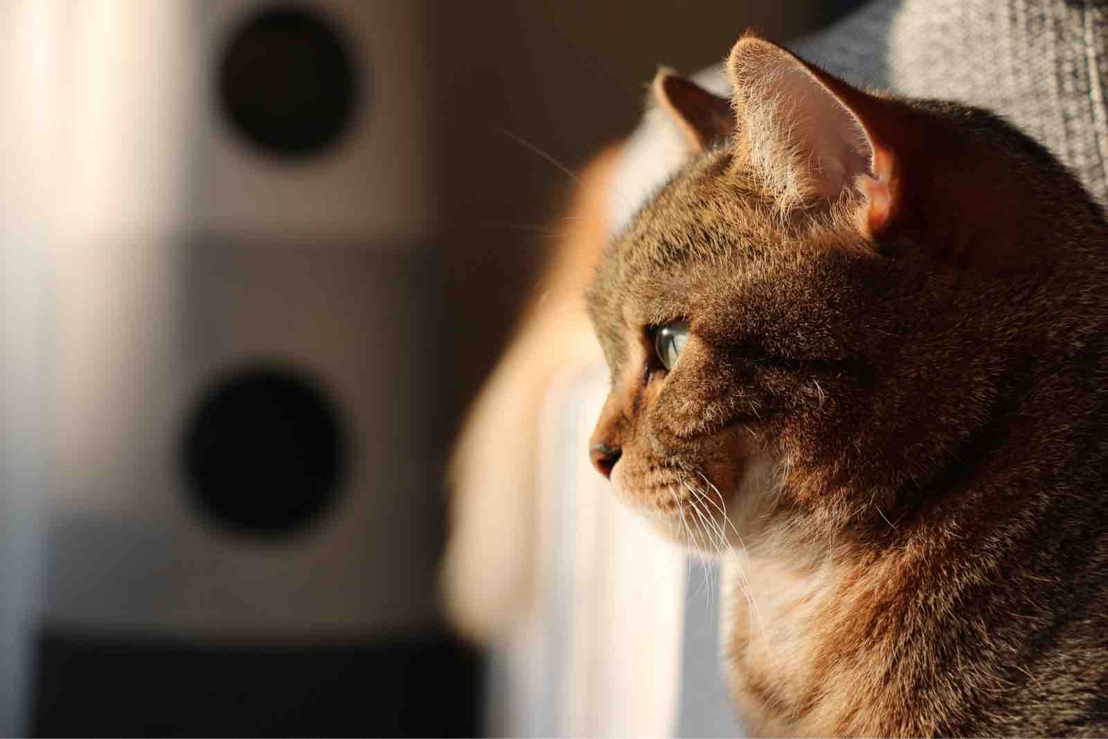 朝陽でパワーを充電 朝日と朝陽の違いがイマイチ分からない 汗 おじさんとボクとねこ 朝陽でパワーを充電 朝日と朝陽の違いがイマイチ分からない 汗 おじさんとボクとねこ