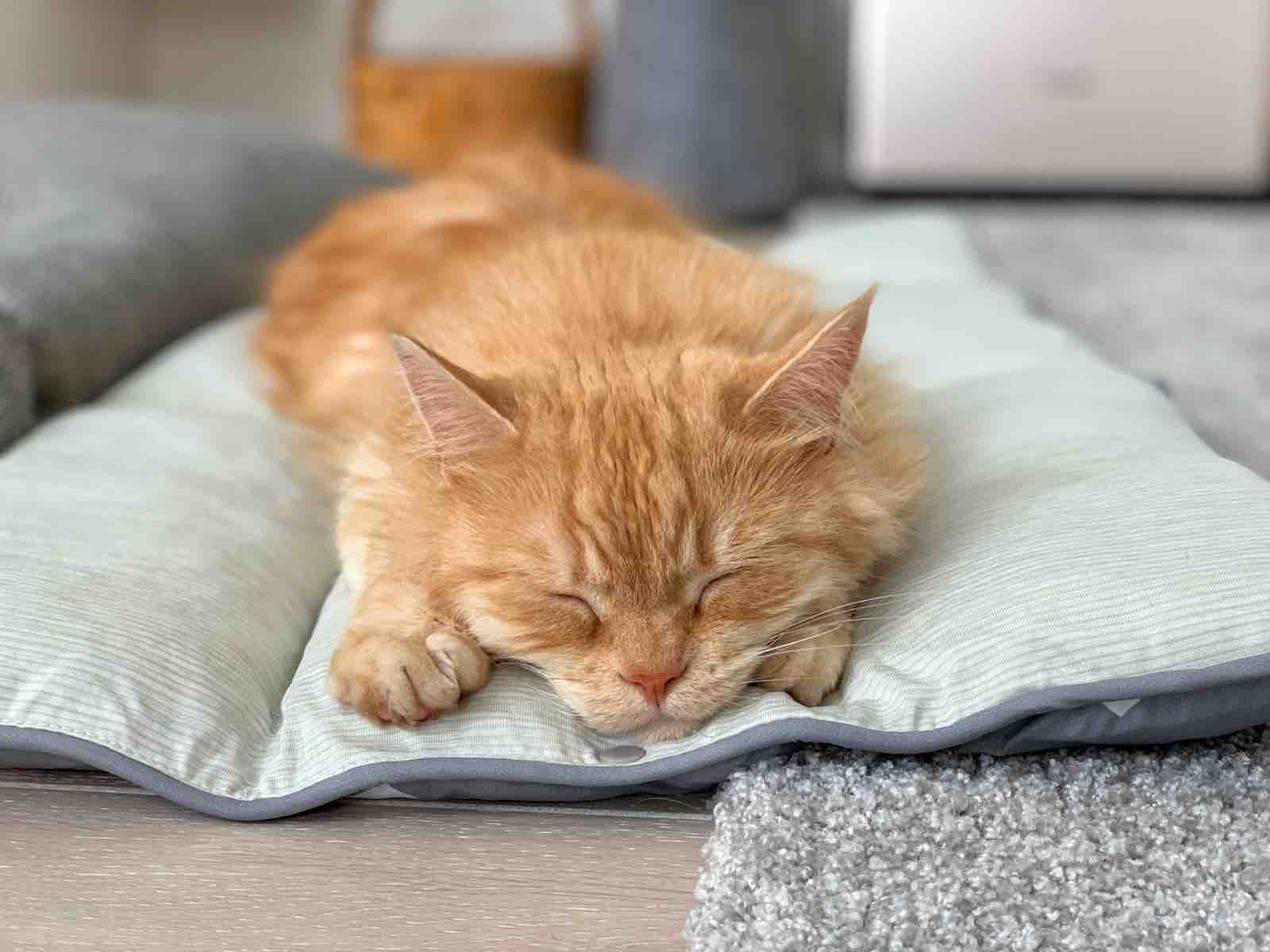 可愛い寝顔に癒される おじさんとボクとねこ 可愛い寝顔に癒される おじさんとボクとねこ