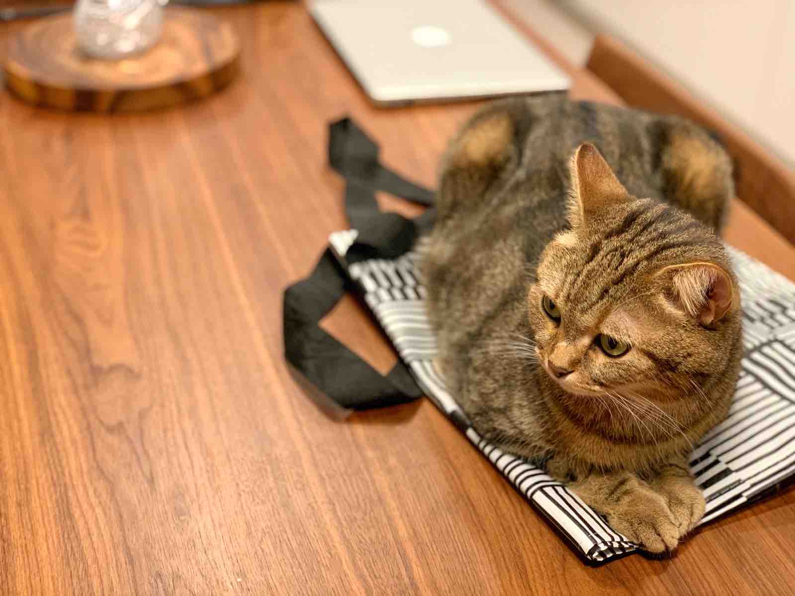 上に乗りがちなネコ おじさんとボクとねこ