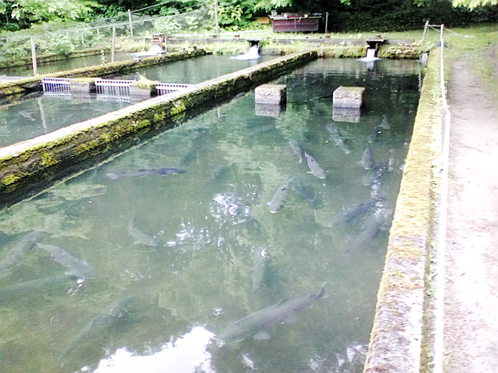 十二湖 青森県で鯉釣 我家日記 じゃっこ釣りや日々の何だかんだ