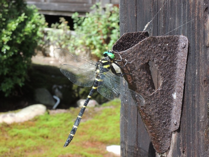 www_dotup_org4802604