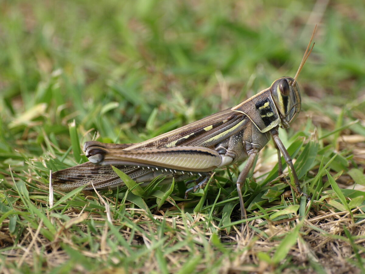あまりの大きさに驚いたタイワンツチイナゴ Small Life Watcher 街角の生き物カメラマン あまりの大きさに驚いたタイワンツチイナゴ Small Life Watcher 街角の生き物カメラマン