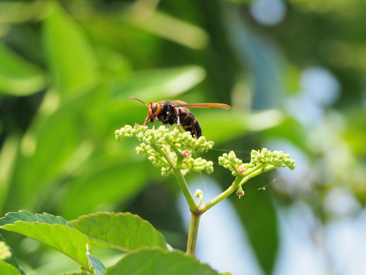 スズメバチの飛び立ち Small Life Watcher 街角の生き物カメラマン