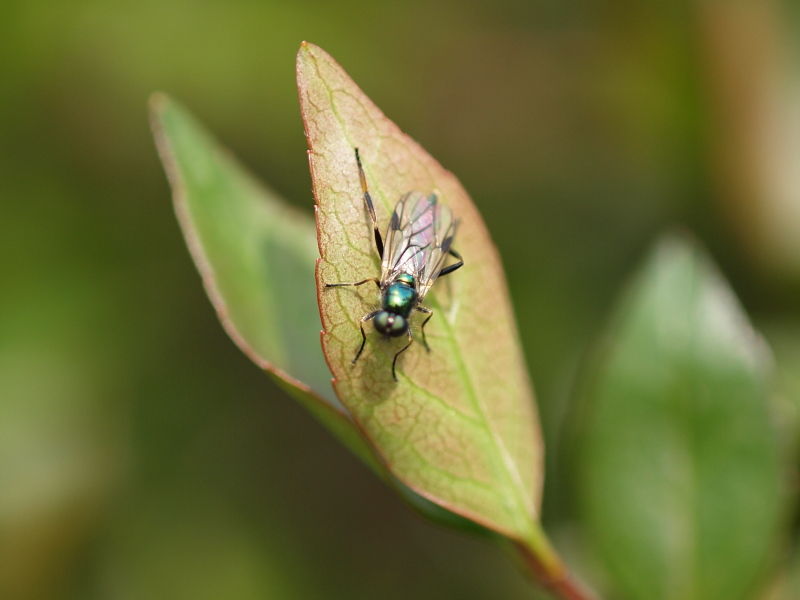緑の小さくて細いハエ アブ Small Life Watcher 街角の生き物カメラマン