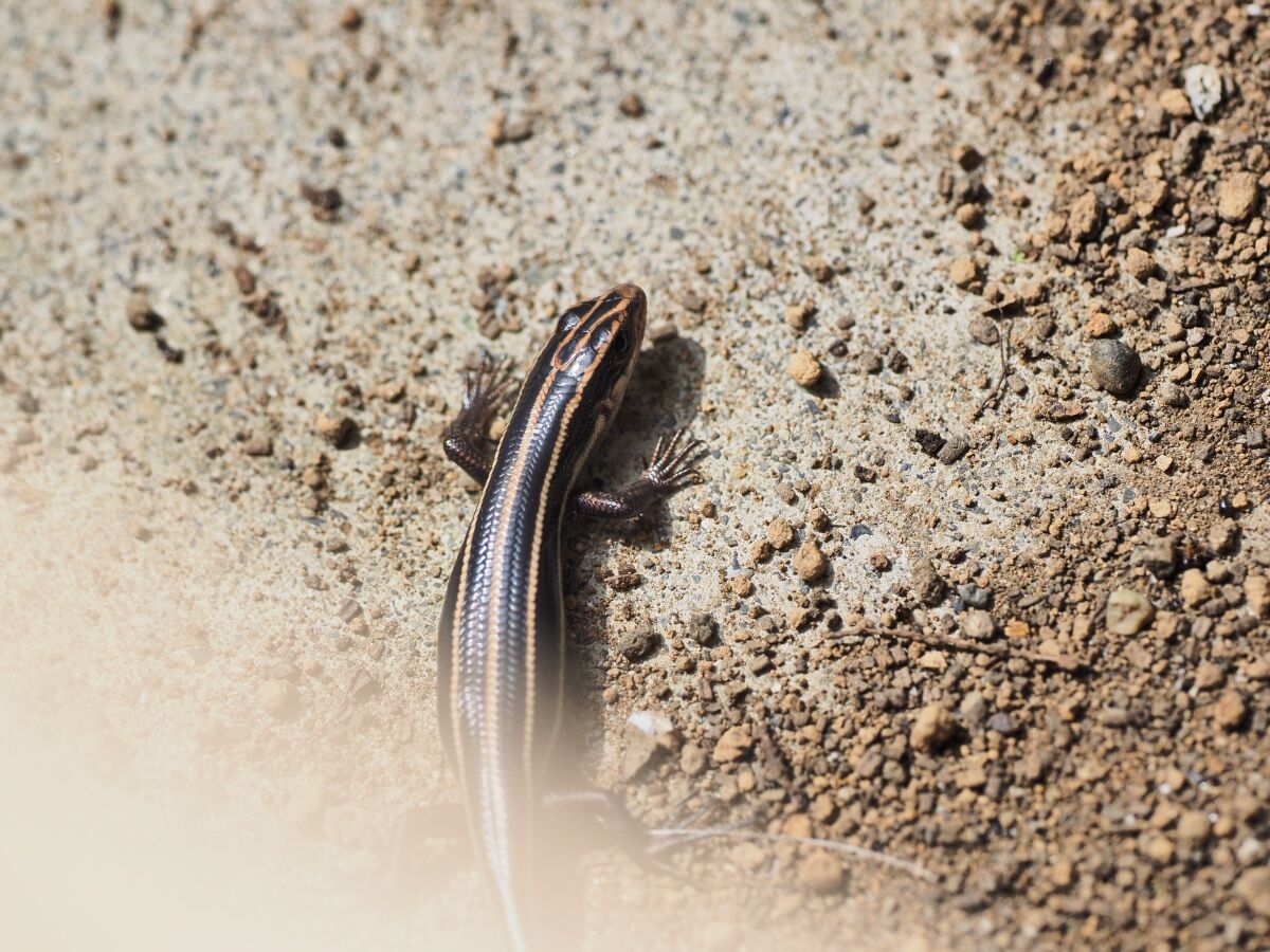 トカゲが庭で日向ぼっこ Small Life Watcher 街角の生き物カメラマン