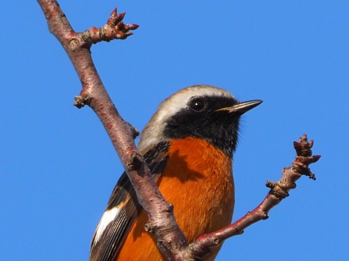 カラスだけではつまんないのでこの秋初見のジョウビタキ Small Life Watcher 街角の生き物カメラマン カラスだけではつまんないのでこの秋初見のジョウビタキ Small Life Watcher 街角の生き物カメラマン