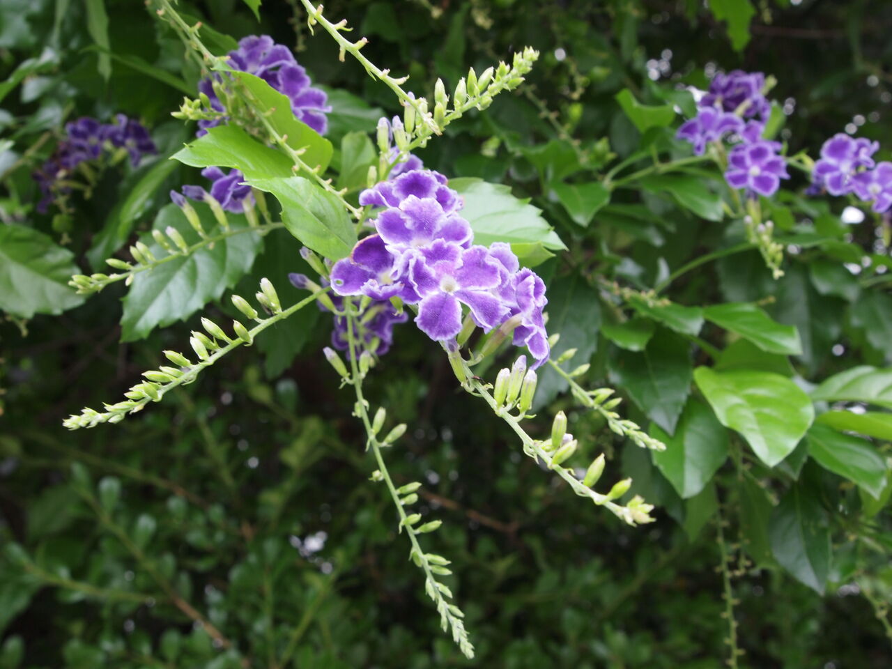 タカラヅカ という名前がつく紫のかわいらしい小さな花 Small Life Watcher 街角の生き物カメラマン