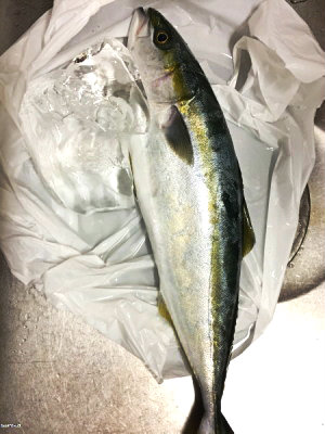 いなだの刺身カルパッチョ 44食堂 よんよんしょくどう 滋味ごはん ときどき甘味 いなだの刺身カルパッチョ 44食堂 よんよんしょくどう 滋味ごはん ときどき甘味