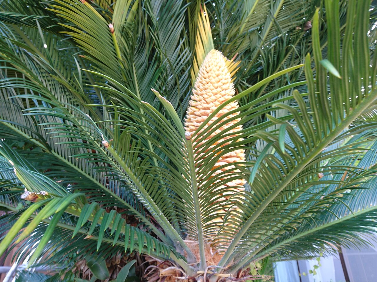 7 20蘇鉄の花が咲いた 充 住職と坊守のつれづれ日記 7 20蘇鉄の花が咲いた 充 住職と坊守のつれづれ日記