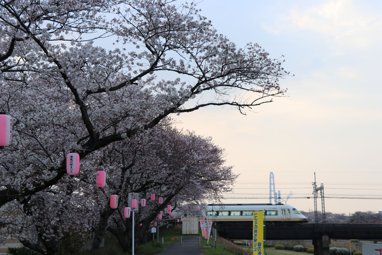 4 7 桜堤の花見 散る桜残る桜も散る桜 悌 住職と坊守のつれづれ日記 4 7 桜堤の花見 散る桜残る桜も散る桜 悌 住職と坊守のつれづれ日記