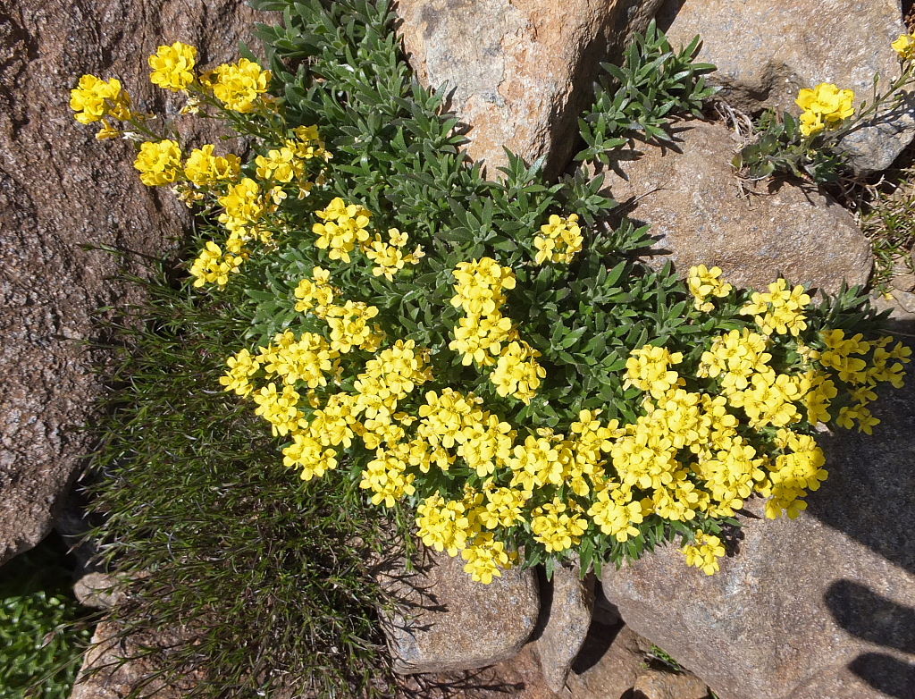 早池峰山 2 気まぐれ山歩道 早池峰山 2 気まぐれ山歩道