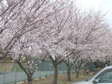 cherryblossoms