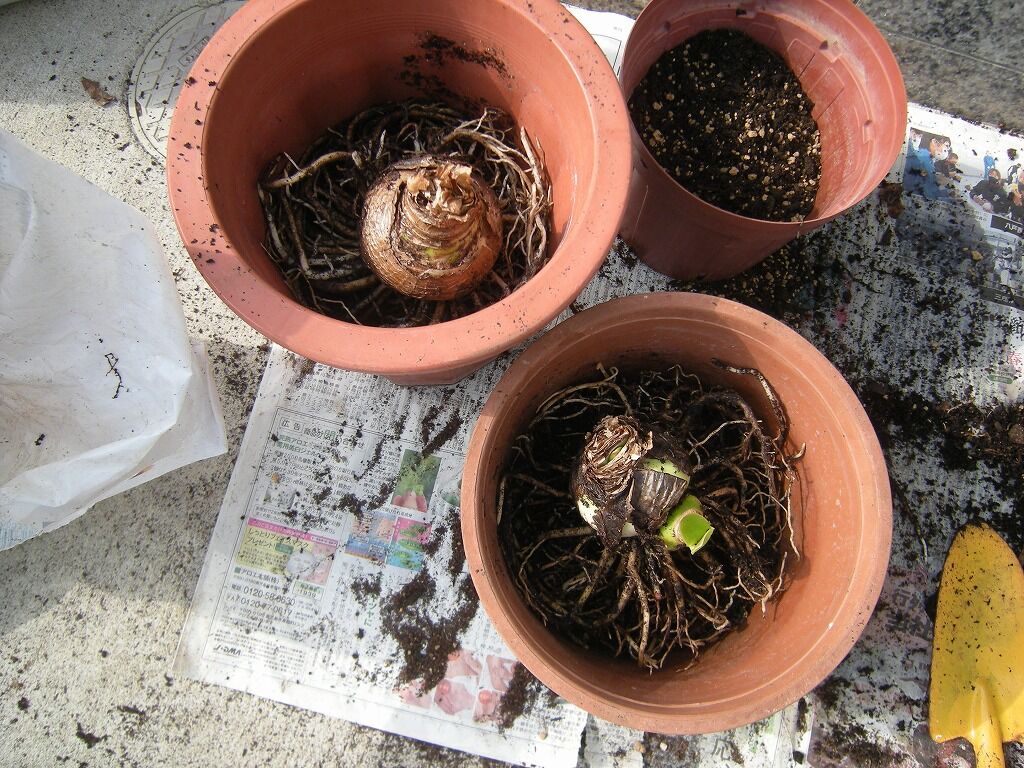 アマリリスの植え替え アマンダカーボン２４
