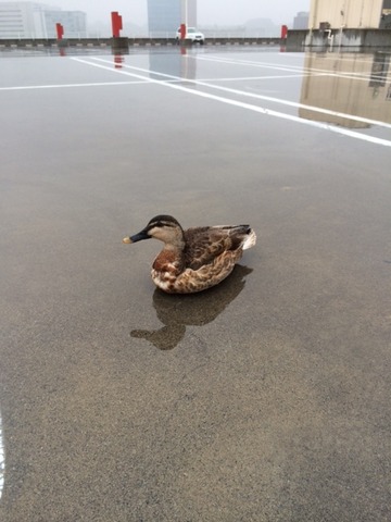 雨のなかで、ひと休み？