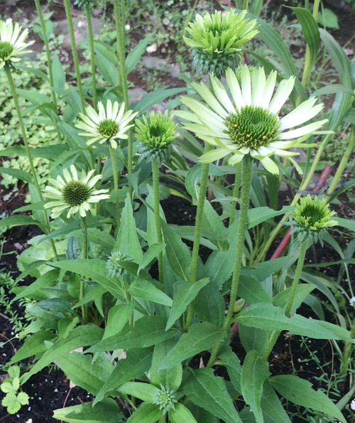 みどりの花