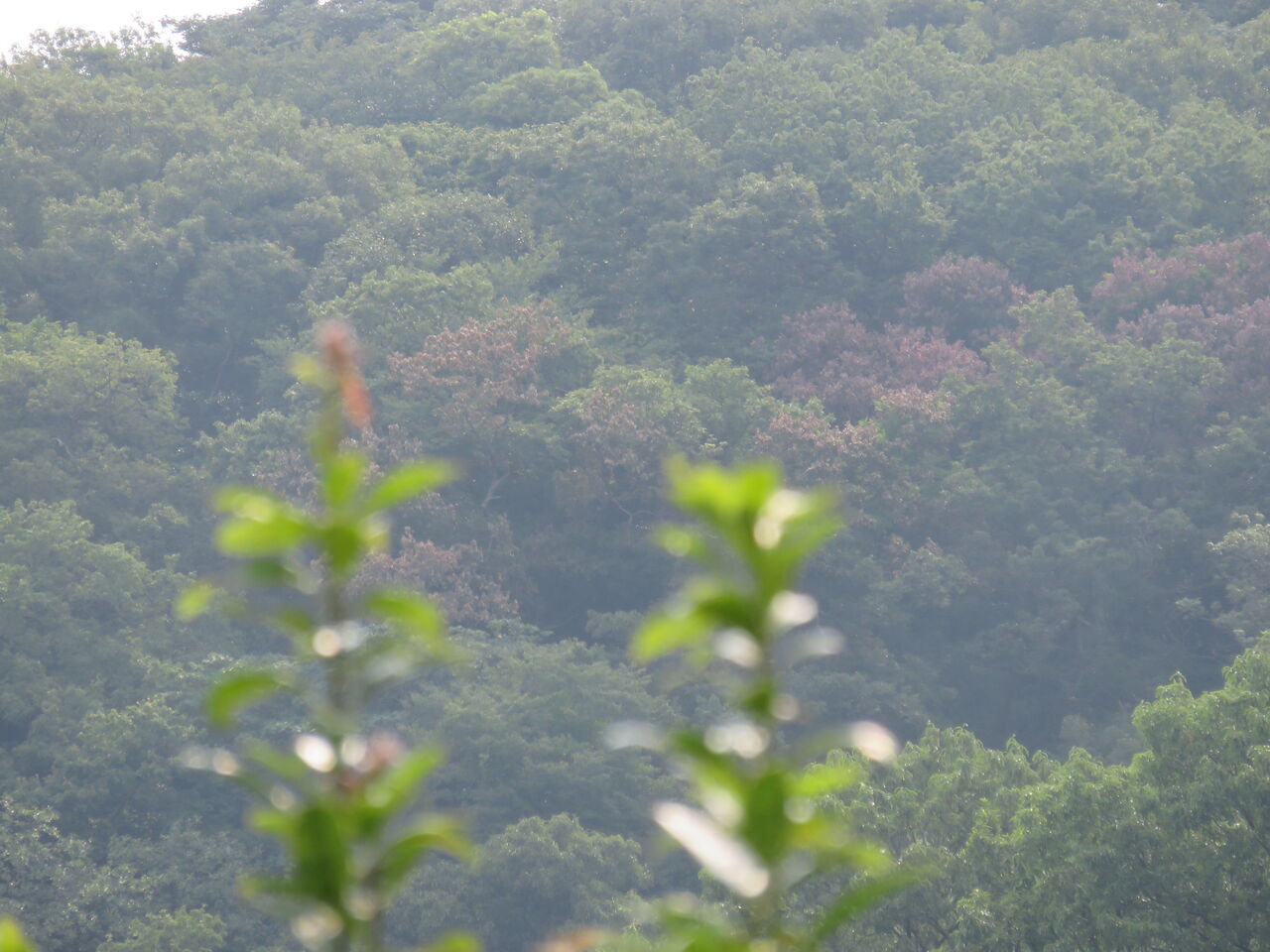 ナラ枯れ 万年山文庫 只今準備中