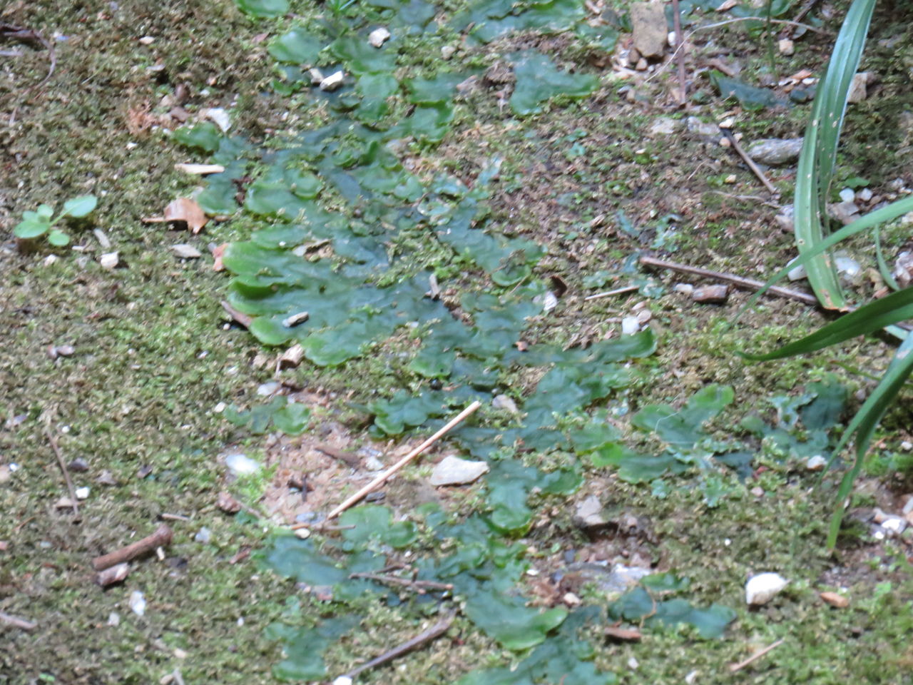 今年の 対銭苔戦 万年山文庫 只今準備中