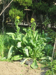 小松菜は花もいけます 万年山文庫 只今準備中