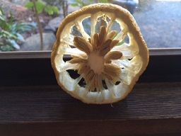 食べ殻 窓辺