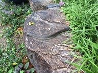 へび