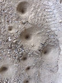 1蟻地獄