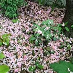 桜散る庭