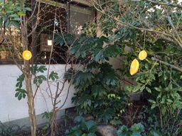 小鳥のミカン 枝