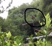 やまがら 竿の先