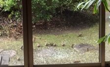 庭すずめ
