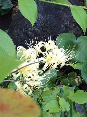 2曼珠沙華