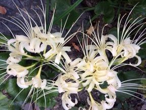 1曼珠沙華