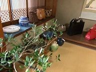 フィジョア11月展