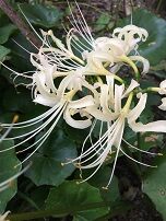 曼殊沙華2アップ