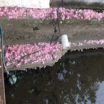 桜 水路