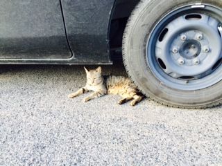 牛窓 猫 車の下