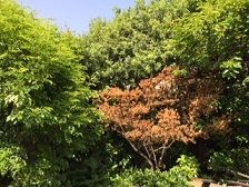 もみじ一面