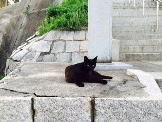 牛窓 猫 黒 一匹