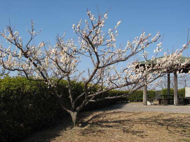 イメージ 10