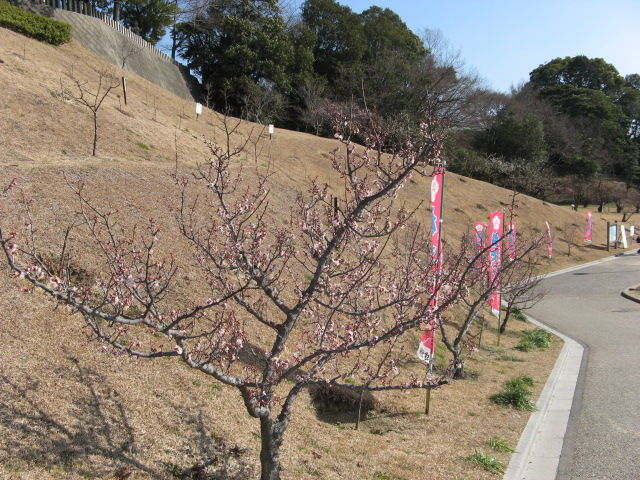 イメージ 8