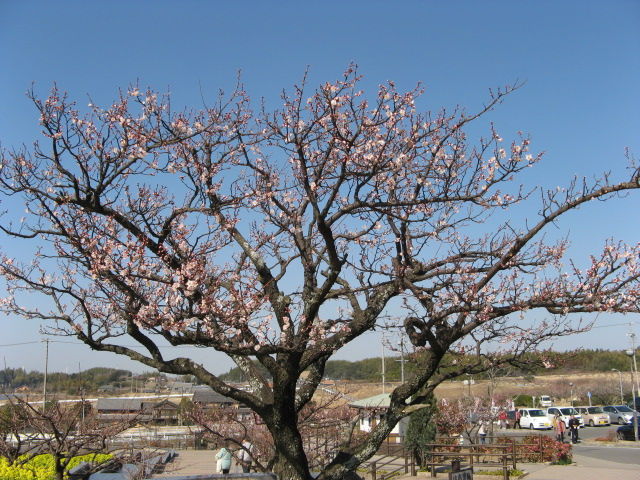 イメージ 4