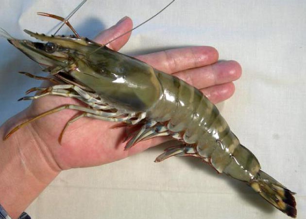 img_1021857_30600762_0