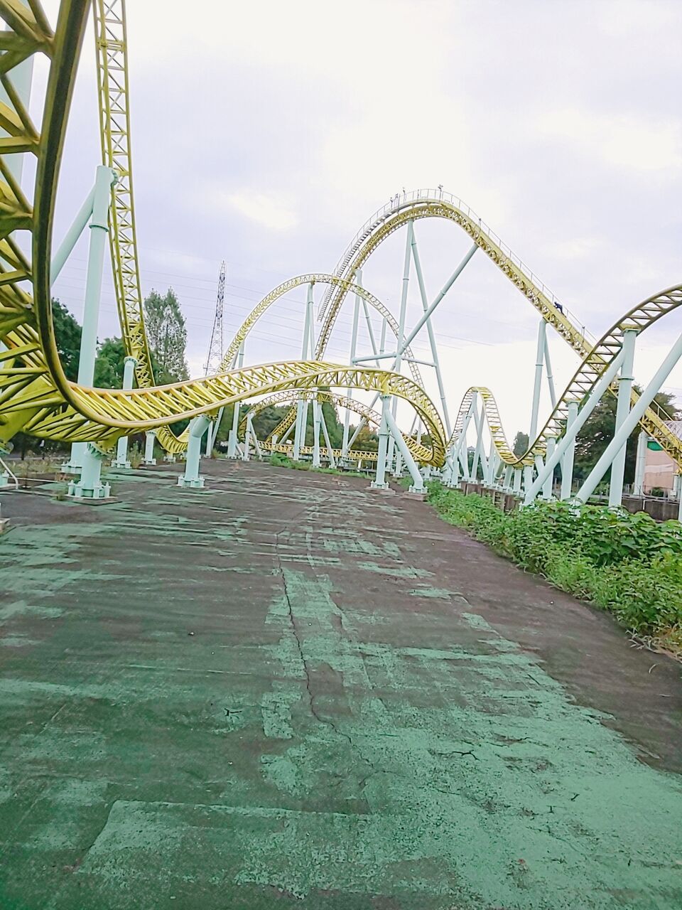 カワセミ走路1