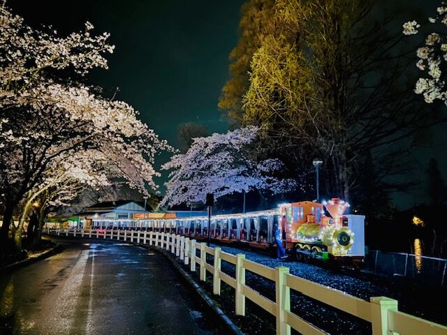 夜桜　パーク