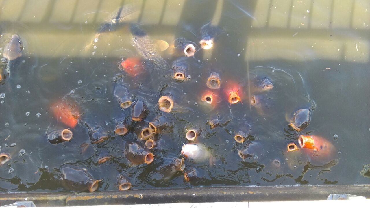 鯉牧場4