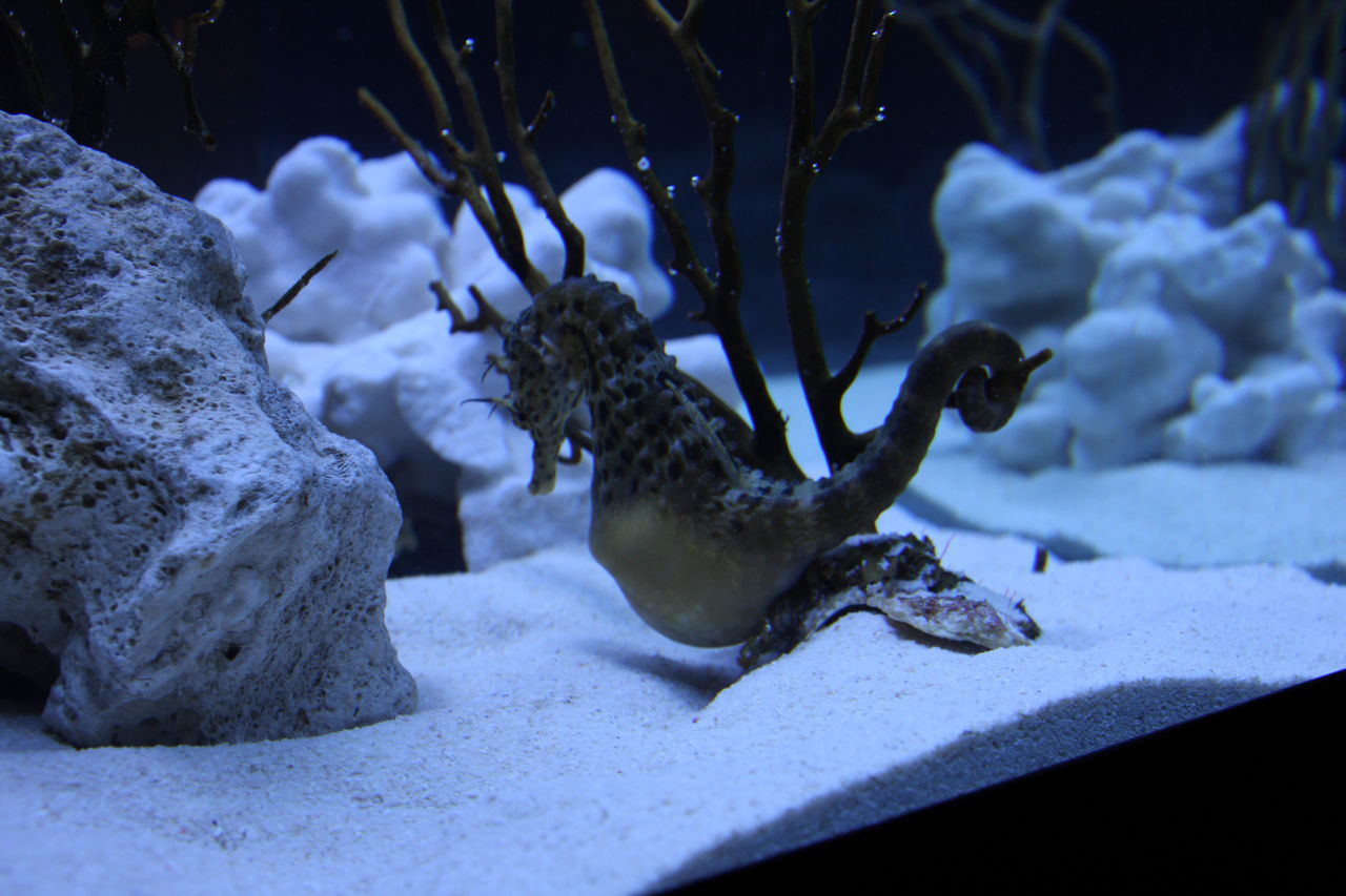 タツノオトシゴ が入社しました 鳥羽国際ホテル スタッフだより